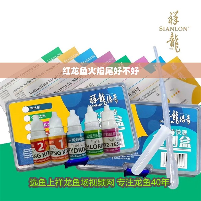 紅龍魚火焰尾好不好 紅龍魚火焰尾好不好 龍魚百科 第2張