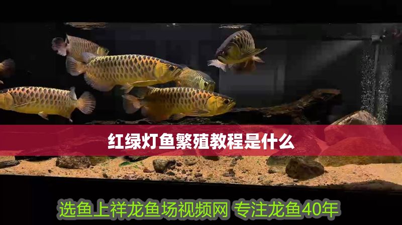 紅綠燈魚繁殖教程是什么
