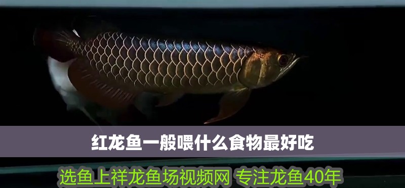 龍魚百度百科大全圖片(龍魚圖片) 龍魚百度百科大全圖片(龍魚圖片) 紅龍魚百科 第2張