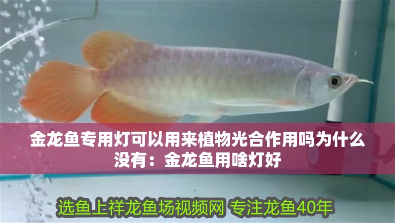 金龍魚專用燈可以用來植物光合作用嗎為什么沒有：金龍魚用啥燈好