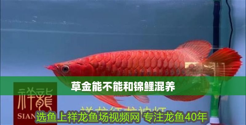 草金能不能和錦鯉混養