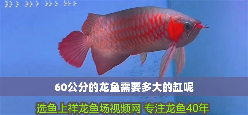 60公分的龍魚需要多大的缸呢