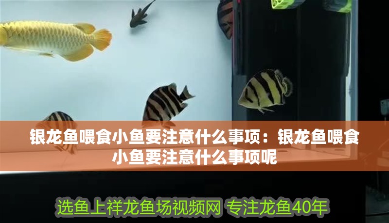 銀龍魚喂食小魚要注意什么事項：銀龍魚喂食小魚要注意什么事項呢