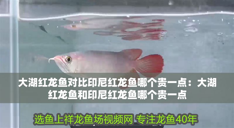 大湖紅龍魚對比印尼紅龍魚哪個貴一點：大湖紅龍魚和印尼紅龍魚哪個貴一點