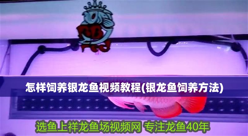 怎樣飼養銀龍魚視頻教程(銀龍魚飼養方法)