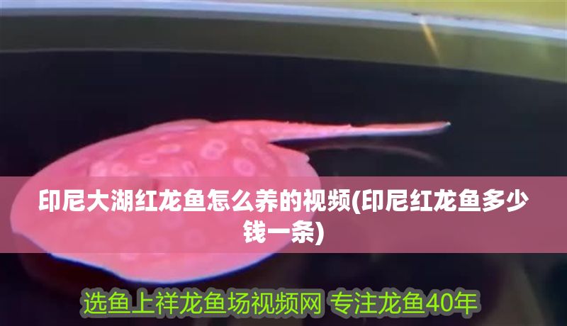 印尼大湖紅龍魚怎么養的視頻(印尼紅龍魚多少錢一條)