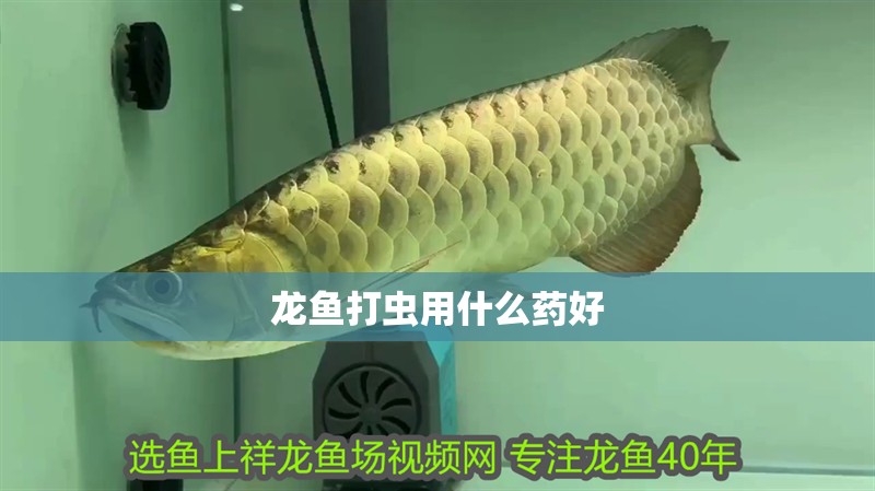 龍魚打蟲用什么藥好