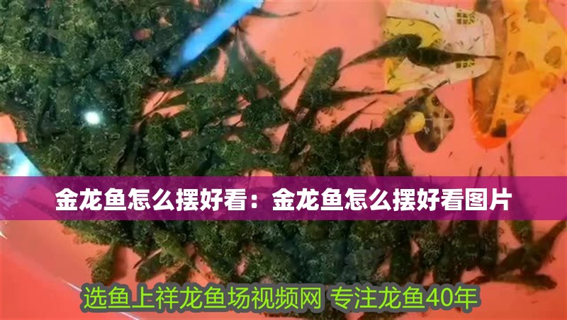 金龍魚怎么擺好看：金龍魚怎么擺好看圖片 金龍魚怎么擺好看：金龍魚怎么擺好看圖片 水族問答