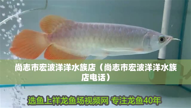 尚志市宏波洋洋水族店（尚志市宏波洋洋水族店電話）