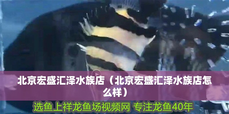 北京宏盛匯澤水族店(北京宏盛匯澤水族店怎么樣) 全國水族館企業名錄 第2張 北京宏盛匯澤水族店(北京宏盛匯澤水族店怎么樣) 北京宏盛匯澤水族店(北京宏盛匯澤水族店怎么樣) 全國水族館企業名錄 第2張