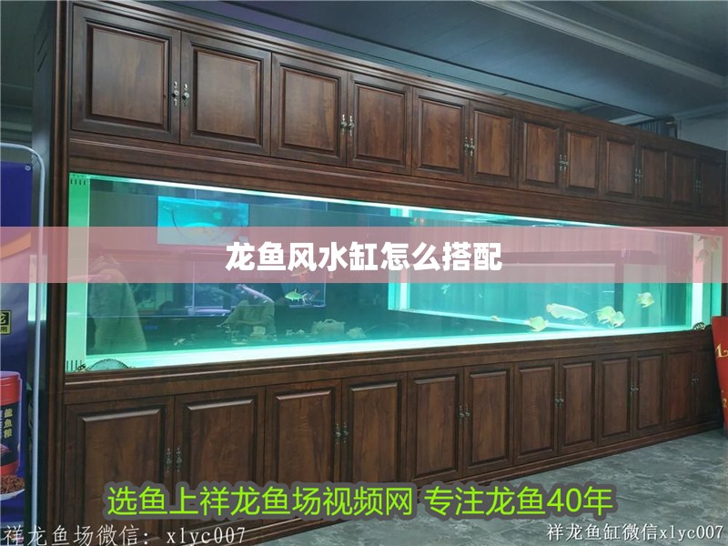龍魚風水缸怎么搭配