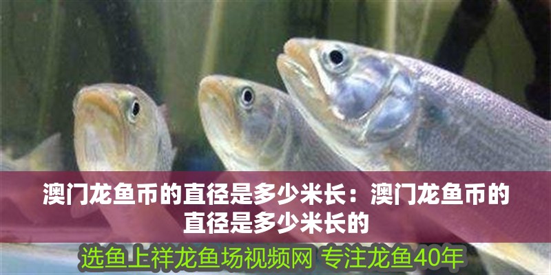 澳門龍魚幣的直徑是多少米長:澳門龍魚幣的直徑是多少米長的 水族問答 澳門龍魚幣的直徑是多少米長:澳門龍魚幣的直徑是多少米長的 澳門龍魚幣的直徑是多少米長:澳門龍魚幣的直徑是多少米長的 水族問答