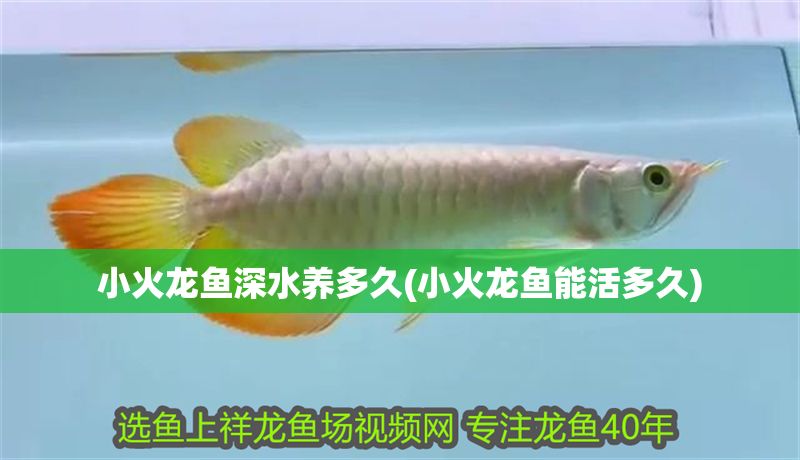 小火龍魚深水養(yǎng)多久(小火龍魚能活多久)