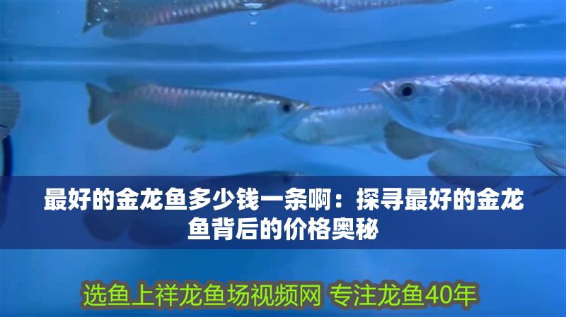 最好的金龍魚多少錢一條啊：探尋最好的金龍魚背后的價(jià)格奧秘