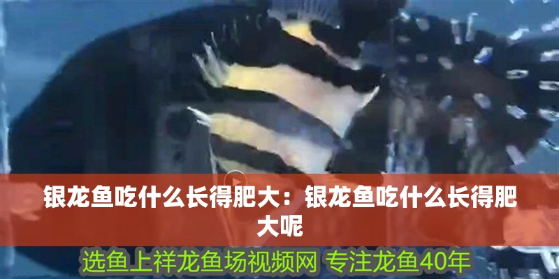 銀龍魚吃什么長得肥大:銀龍魚吃什么長得肥大呢 水族問答 銀龍魚吃什么長得肥大:銀龍魚吃什么長得肥大呢 銀龍魚吃什么長得肥大:銀龍魚吃什么長得肥大呢 水族問答