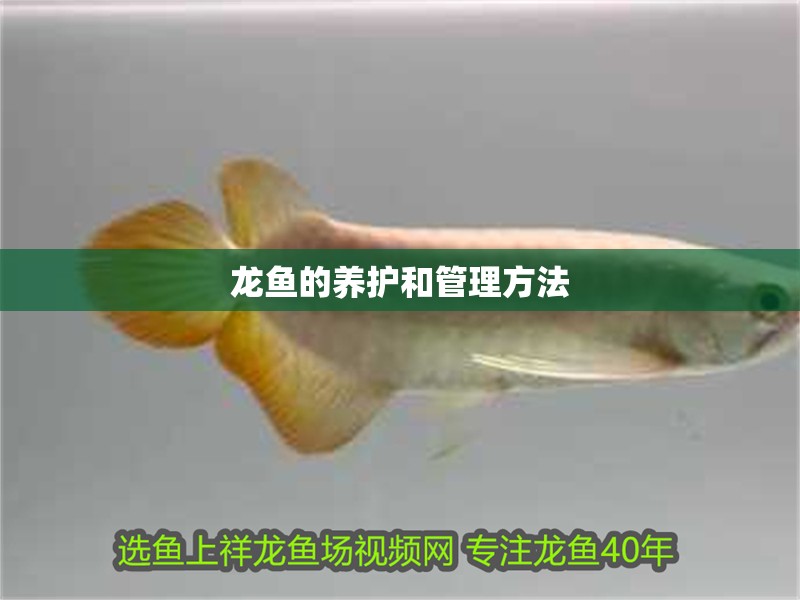 龍魚的養護和管理方法