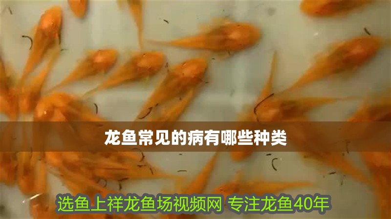 銀龍魚水溫26度可以嗎(銀龍魚水溫23度可以嗎)