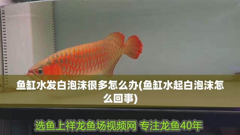 魚缸水發白泡沫很多怎么辦(魚缸水起白泡沫怎么回事)