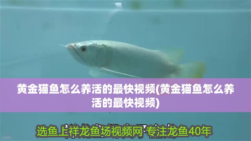 黃金貓魚怎么養活的最快視頻(黃金貓魚怎么養活的最快視頻)