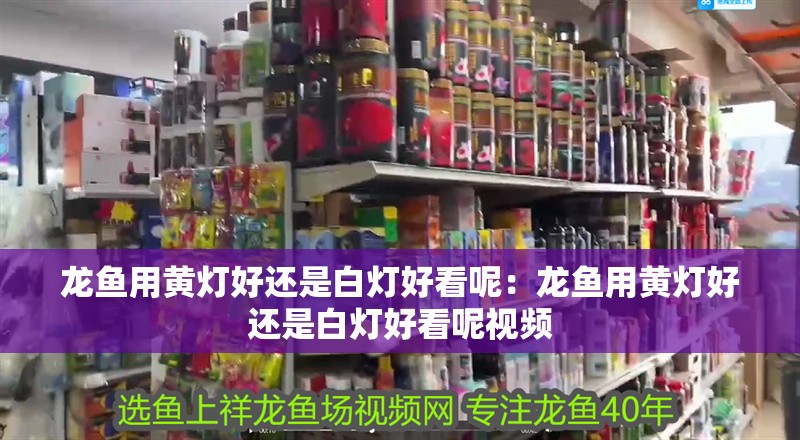 家養金龍魚能活多少年：家養金龍魚能活多少年壽命