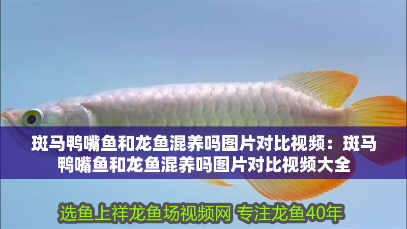 斑馬鴨嘴魚和龍魚混養嗎圖片對比視頻：斑馬鴨嘴魚和龍魚混養嗎圖片對比視頻大全