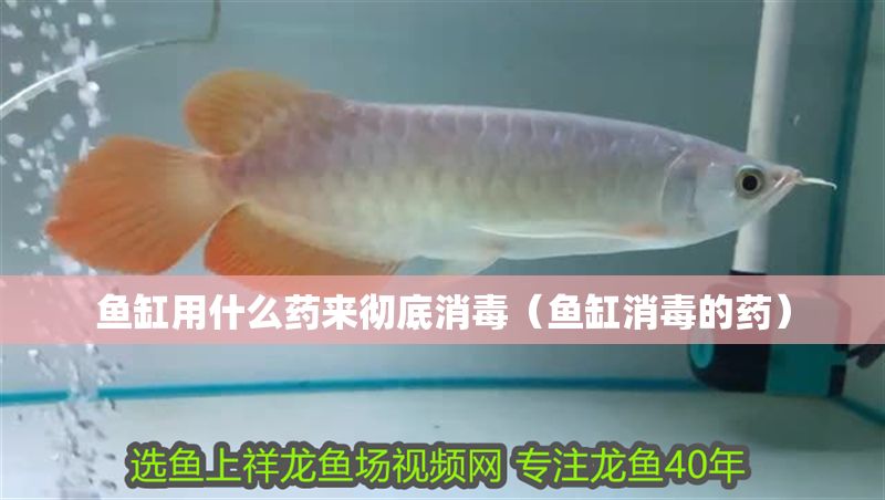 魚缸用什么藥來徹底消毒(魚缸消毒的藥) 豬鼻龜百科 第1張 魚缸用什么藥來徹底消毒(魚缸消毒的藥) 魚缸用什么藥來徹底消毒(魚缸消毒的藥) 豬鼻龜百科 第1張