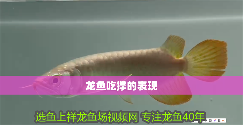 龍魚吃撐的表現