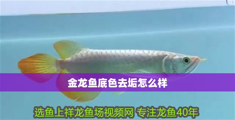 金龍魚底色去垢怎么樣