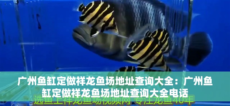 廣州魚缸定做祥龍魚場地址查詢大全：廣州魚缸定做祥龍魚場地址查詢大全電話