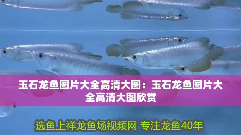 玉石龍魚圖片大全高清大圖：玉石龍魚圖片大全高清大圖欣賞 玉石龍魚圖片大全高清大圖：玉石龍魚圖片大全高清大圖欣賞 水族問答