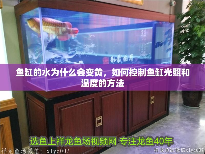 魚缸的水為什么會變黃，如何控制魚缸光照和溫度的方法