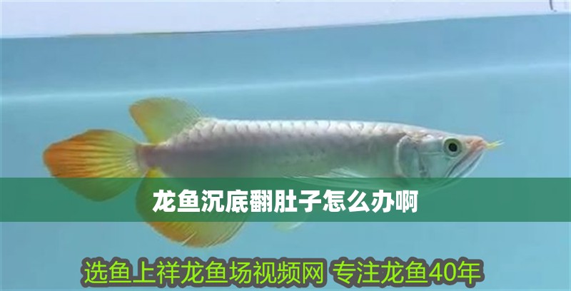 龍魚沉底翻肚子怎么辦啊