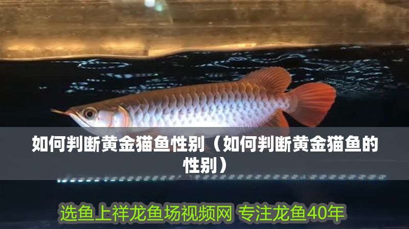 如何判斷黃金貓魚性別（如何判斷黃金貓魚的性別）