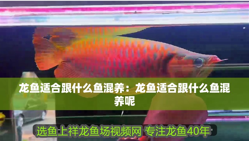 龍魚適合跟什么魚混養：龍魚適合跟什么魚混養呢