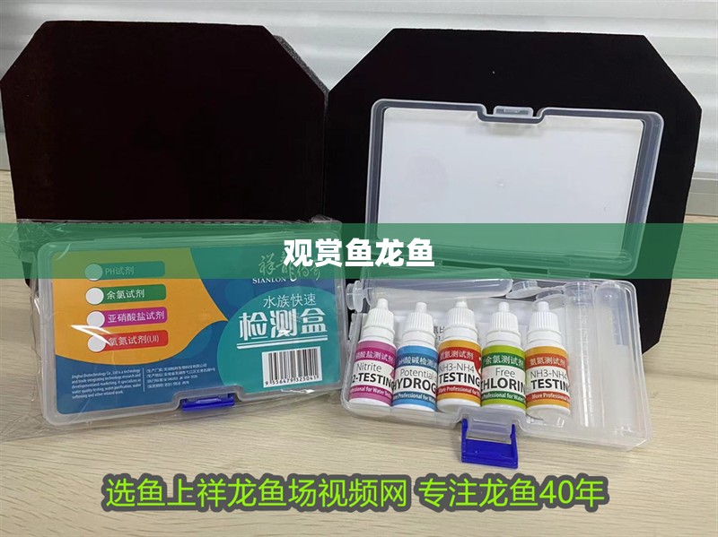 觀賞魚龍魚 觀賞魚龍魚 龍魚百科 第2張