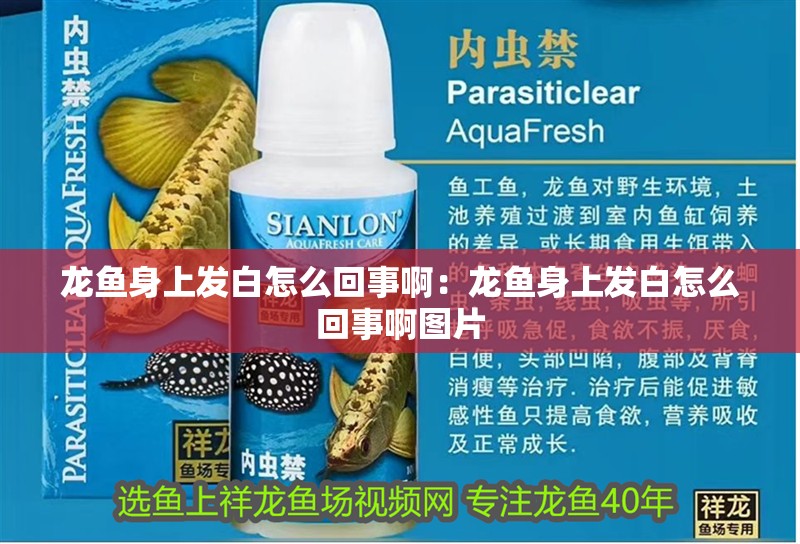 豬鼻龜?shù)奶攸c都有什么圖片介紹(豬鼻龜外形)