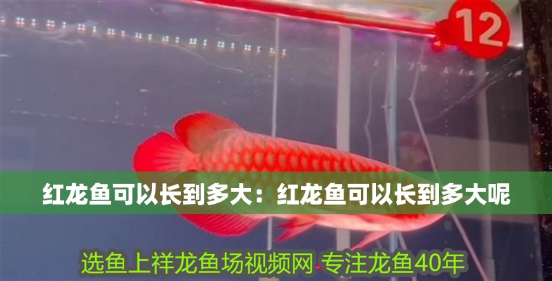紅龍魚可以長到多大：紅龍魚可以長到多大呢