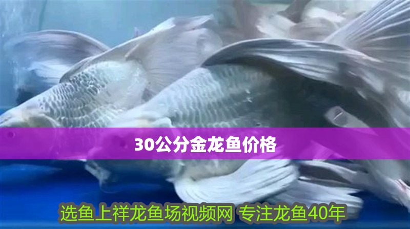 30公分金龍魚價格 30公分金龍魚價格 龍魚百科 第2張