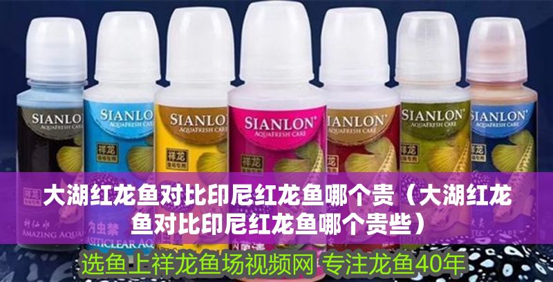 大湖紅龍魚對比印尼紅龍魚哪個貴（大湖紅龍魚對比印尼紅龍魚哪個貴些）