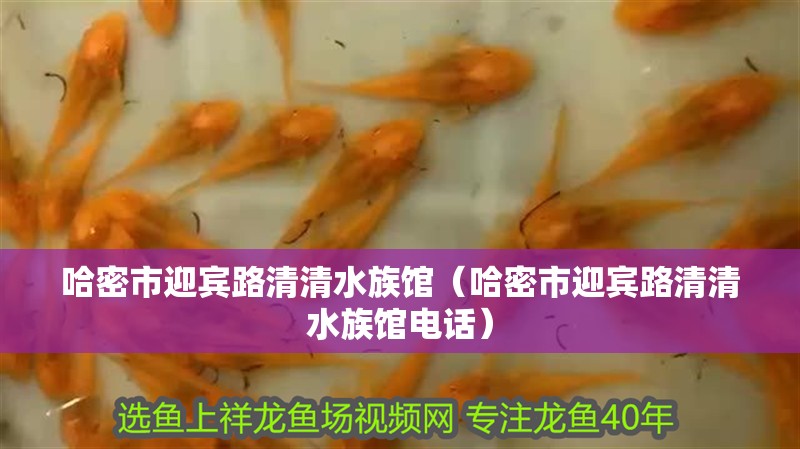 哈密市迎賓路清清水族館（哈密市迎賓路清清水族館電話）
