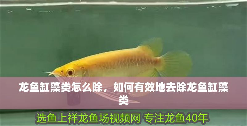 龍魚(yú)缸藻類怎么除，如何有效地去除龍魚(yú)缸藻類