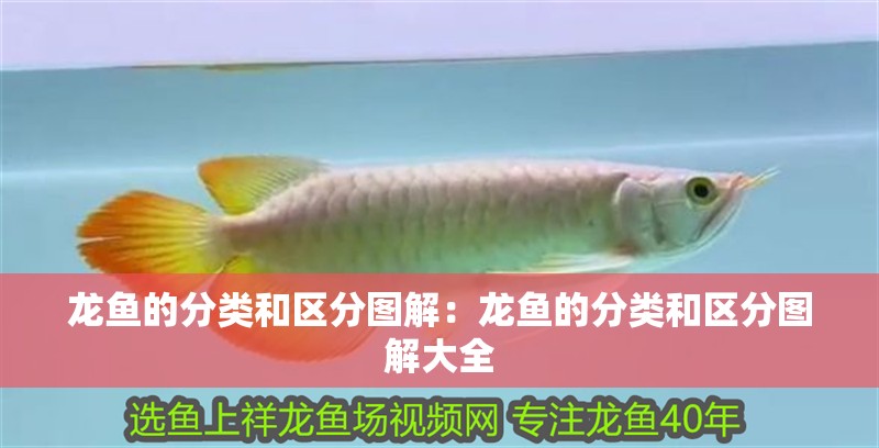 龍魚的分類和區(qū)分圖解：龍魚的分類和區(qū)分圖解大全