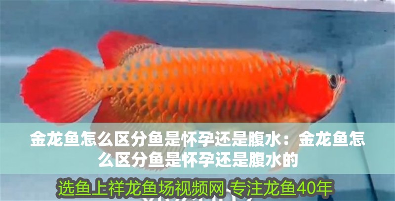金龍魚怎么區分魚是懷孕還是腹水：金龍魚怎么區分魚是懷孕還是腹水的