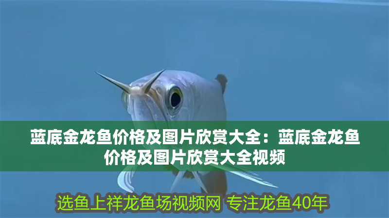 藍底金龍魚價格及圖片欣賞大全：藍底金龍魚價格及圖片欣賞大全視頻