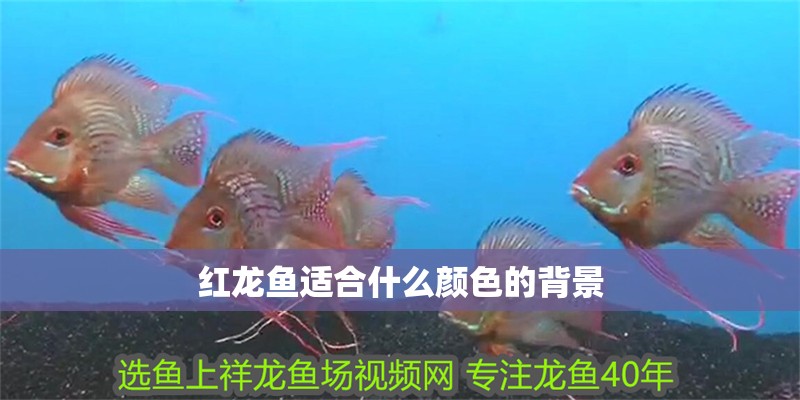 紅龍魚適合什么顏色的背景