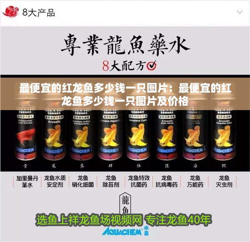 最便宜的紅龍魚多少錢一只圖片：最便宜的紅龍魚多少錢一只圖片及價格