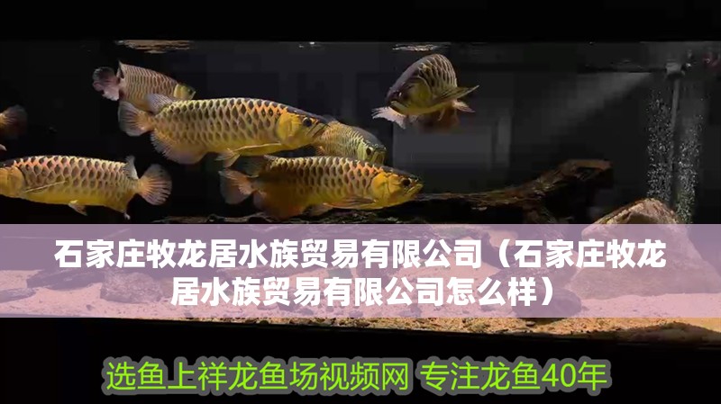 石家莊牧龍居水族貿易有限公司（石家莊牧龍居水族貿易有限公司怎么樣）