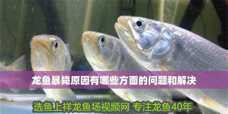 龍魚暴斃原因有哪些方面的問題和解決 龍魚暴斃原因有哪些方面的問題和解決 龍魚百科 第2張