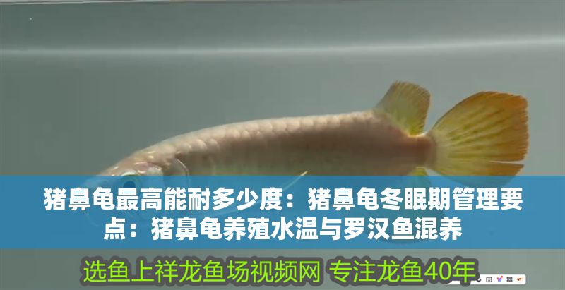 豬鼻龜最高能耐多少度：豬鼻龜冬眠期管理要點(diǎn)：豬鼻龜養(yǎng)殖水溫與羅漢魚混養(yǎng) 豬鼻龜最高能耐多少度：豬鼻龜冬眠期管理要點(diǎn)：豬鼻龜養(yǎng)殖水溫與羅漢魚混養(yǎng) 豬鼻龜百科 第1張