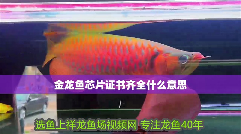 金龍魚芯片證書齊全什么意思